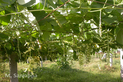 Mucuna pruriens var. utilis